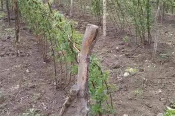新手种植黑加仑的方法，种植树势强的品种可提高产量