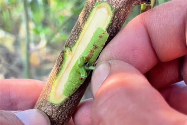 新手种植黑加仑的方法，种植树势强的品种可提高产量
