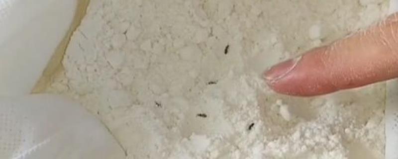 面粉生虫了能不能吃，情况不严重时经过处理后依然可继续食用