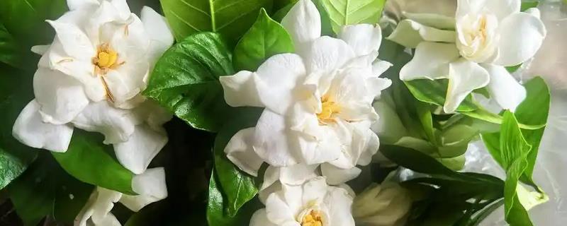 枝枝花黄叶子的原因，可能是强光暴晒或浇水不当所致