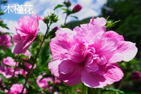 什么花在夏天开，常见的有木槿花、昙花和栀子花等