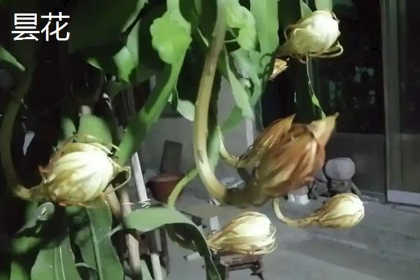 什么花在夏天开，常见的有木槿花、昙花和栀子花等