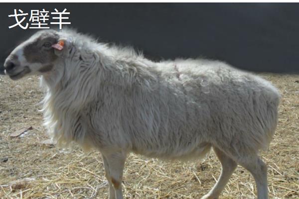 乌兰察布市的特产，卓资熏鸡已被列入非物质文化遗产名录