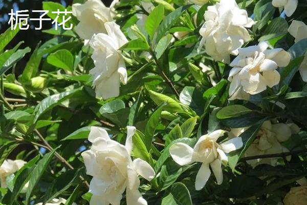什么花在夏天开，常见的有木槿花、昙花和栀子花等