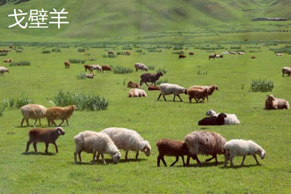 乌兰察布市的特产，卓资熏鸡已被列入非物质文化遗产名录