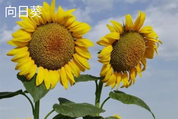 什么花在夏天开，常见的有木槿花、昙花和栀子花等