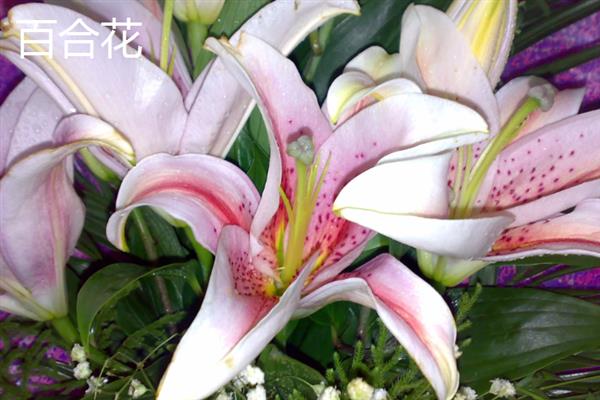 什么花在夏天开，常见的有木槿花、昙花和栀子花等