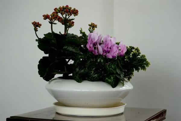 什么花在夏天开，常见的有木槿花、昙花和栀子花等