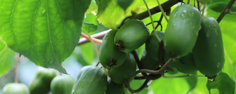软枣猕猴桃的种植技术，入冬之前浇灌防冻水