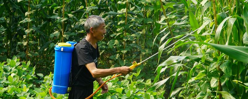喷施杀螨剂的技巧，重点喷施叶片背面的螨卵密集处