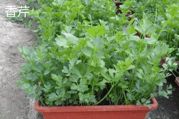 盆栽蔬菜要具备的条件，尽可能不用化学肥料