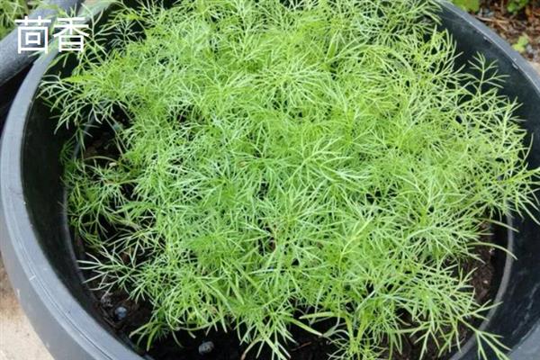 盆栽蔬菜要具备的条件，尽可能不用化学肥料