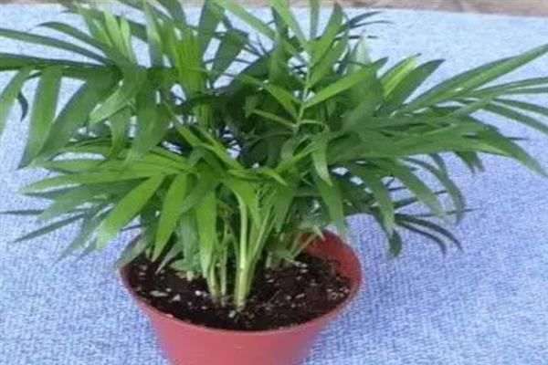 让凤尾竹更旺盛的方法，白天要接受5小时左右的散射光