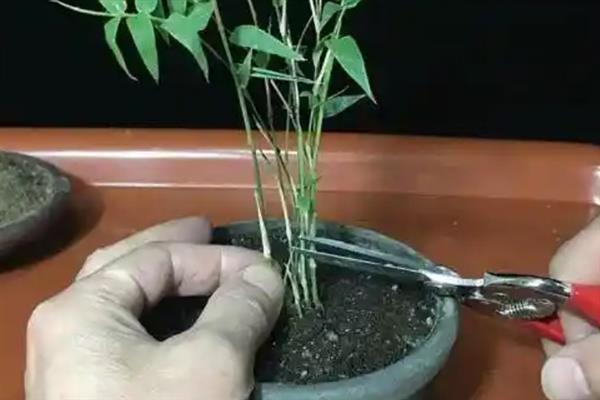 让凤尾竹更旺盛的方法，白天要接受5小时左右的散射光