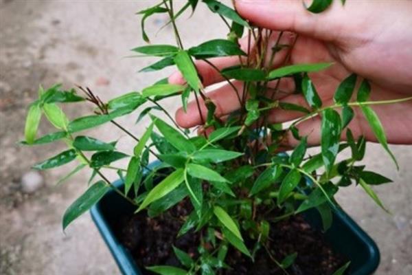 让凤尾竹更旺盛的方法，白天要接受5小时左右的散射光
