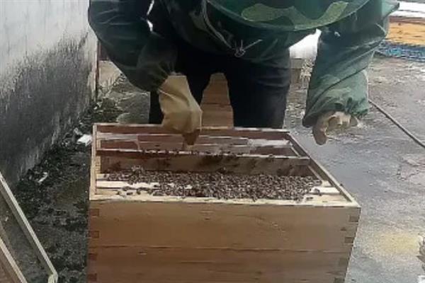 刚收回来的蜜蜂要多久才稳定，要经过3天左右才稳定
