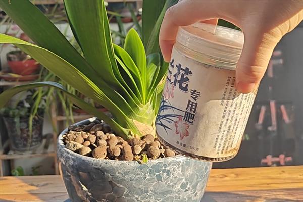 君子兰的叶尖为何发黄，浇水过多、单一施肥等因素都会造成
