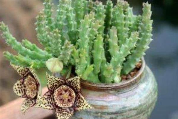 豹皮花如何养殖，生长季节给予充足的光照