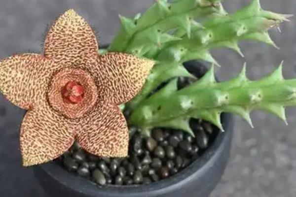 豹皮花如何养殖，生长季节给予充足的光照