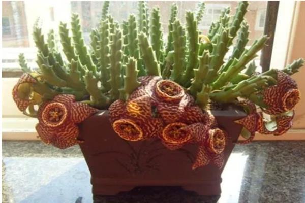 豹皮花如何养殖，生长季节给予充足的光照
