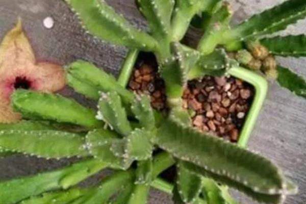 豹皮花如何养殖，生长季节给予充足的光照