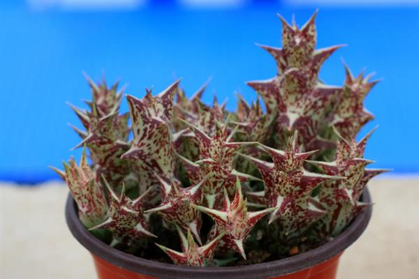 豹皮花如何养殖，生长季节给予充足的光照