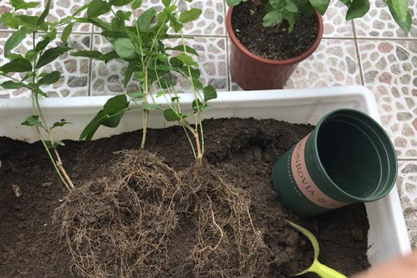 春季能不能对茉莉花翻盆，此时翻盆有利于植株生长