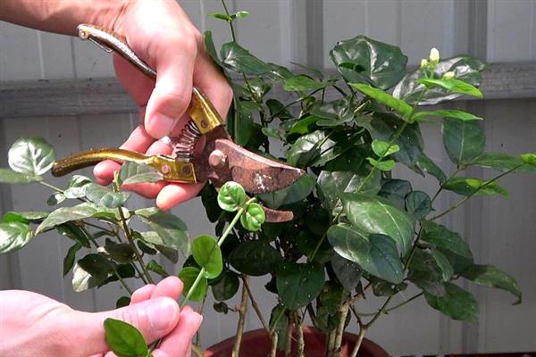 春季能不能对茉莉花翻盆，此时翻盆有利于植株生长