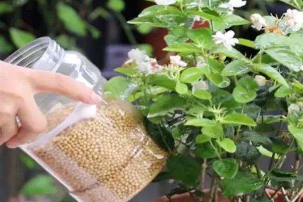 春季能不能对茉莉花翻盆，此时翻盆有利于植株生长