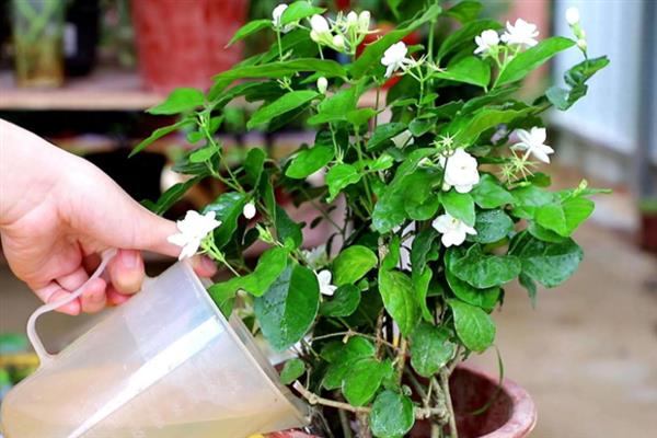 春季能不能对茉莉花翻盆，此时翻盆有利于植株生长
