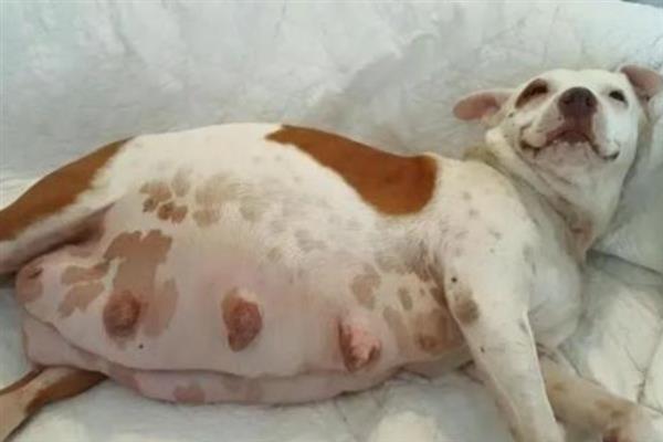 如何预防狗狗早产，主要是不能让它受到惊吓