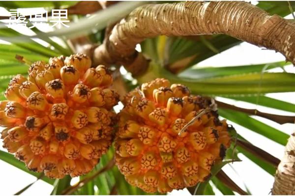 有哪些名贵的水果，指橙、醋栗、神秘果等品种价格昂贵