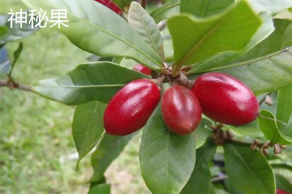 有哪些名贵的水果，指橙、醋栗、神秘果等品种价格昂贵