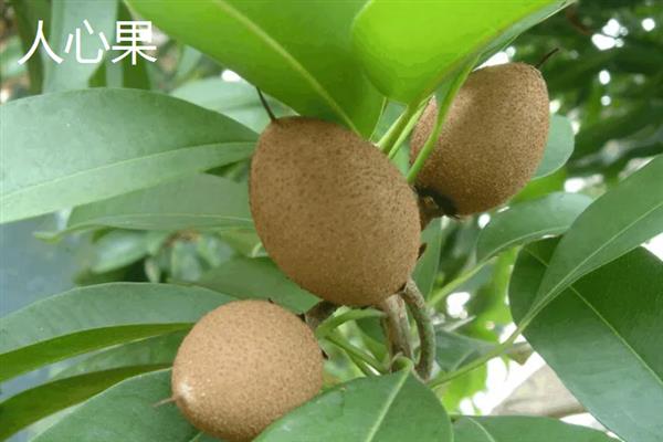 有哪些名贵的水果，指橙、醋栗、神秘果等品种价格昂贵