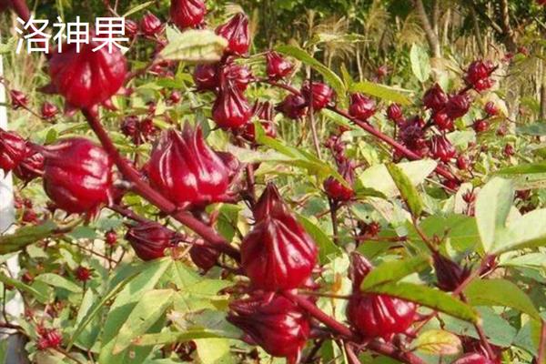 有哪些名贵的水果，指橙、醋栗、神秘果等品种价格昂贵