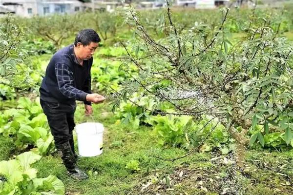 花椒如何播种育苗，播种分春播和秋播