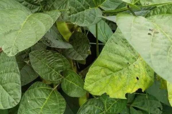毛豆怎么种植，每个土穴播种4-5粒