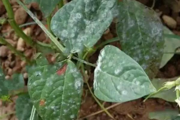 毛豆怎么种植，每个土穴播种4-5粒