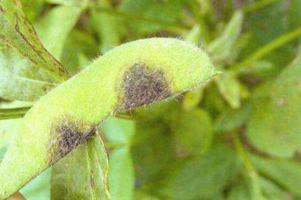 毛豆怎么种植，每个土穴播种4-5粒
