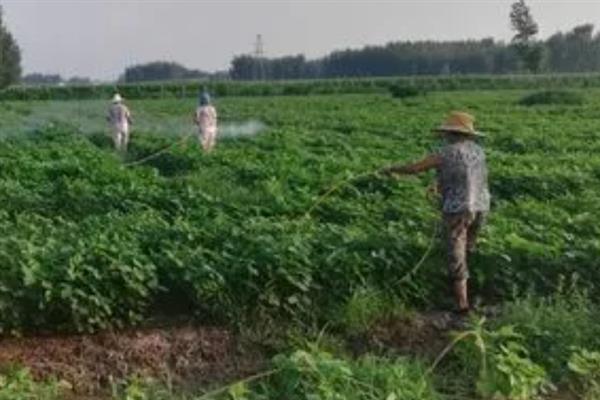 毛豆怎么种植，每个土穴播种4-5粒