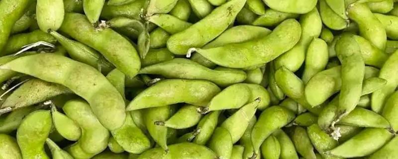 毛豆怎么种植，每个土穴播种4-5粒