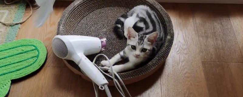 猫害怕吹风机该怎么办，可使用毛巾蒙住吹风机减低噪音