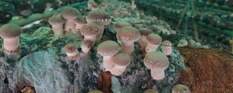 怎么栽培食用菌，需确保栽培环境具有足够的湿度
