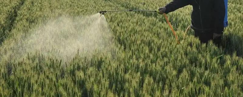 夏季除草要点，根据天气、杂草的种类和生长状况去防除