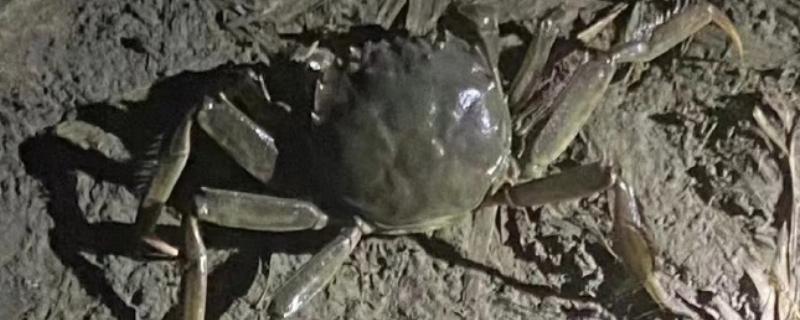 螃蟹的寿命，一般为22个月左右