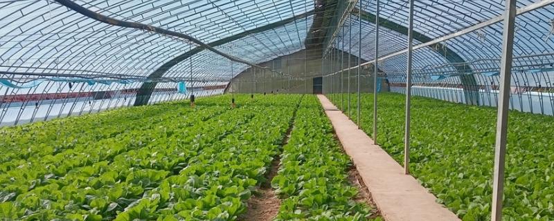如何提高农作物的产量，以下4种措施可以采用