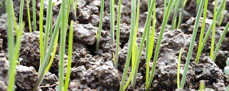 洋葱如何定植，定植时间以11月上旬为宜
