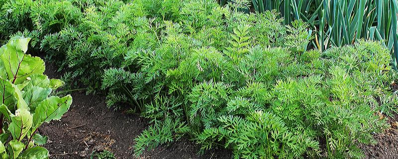 根芹菜怎么种植，用温水浸种后再撒播