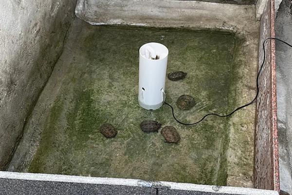 乌龟白眼病发生原因，一般是体质差、水质恶化等因素引起