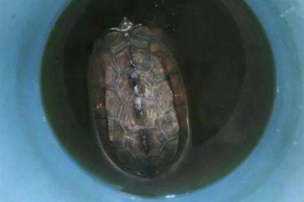 乌龟白眼病发生原因，一般是体质差、水质恶化等因素引起